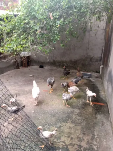 Galinhas a venda 
