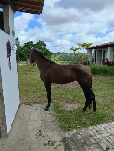 Égua mangalarga sem registro