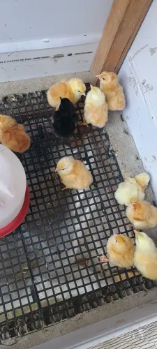 Pintinhos raça mista.