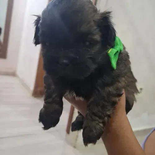 poodle x york pequenos e peludos