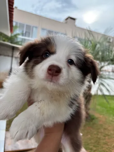 Vendo filhote de Border collie