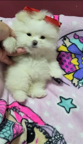 Linda filhote fêmea de Spitz Alemão Branca