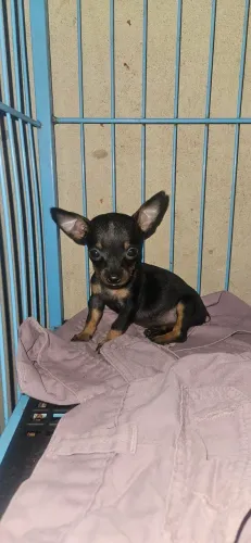 Pinscher fêmea 0