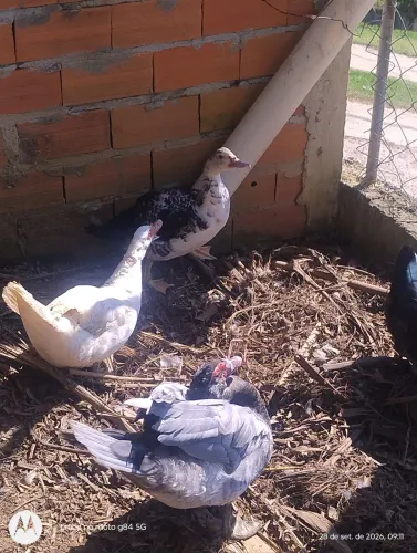 Patos
