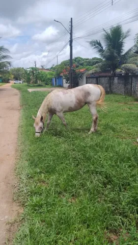 Vendo égua 4 anos de idade 