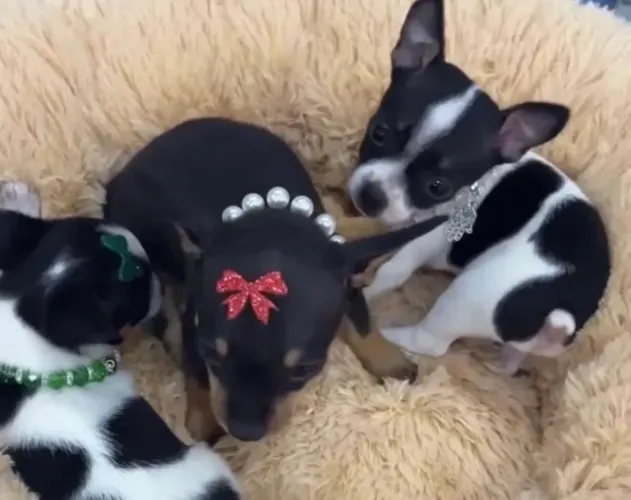 Filhotes de Pinscher 00 fêmeas e machos 