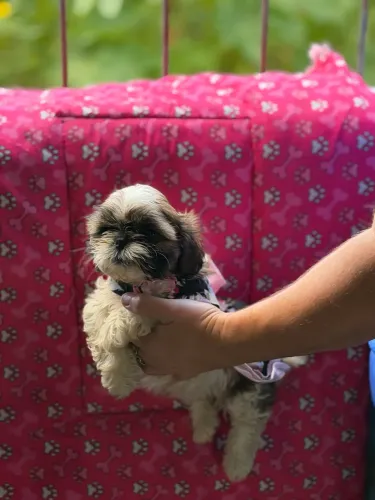 Grande promoção filhotes de shih tzu macho e fêmea