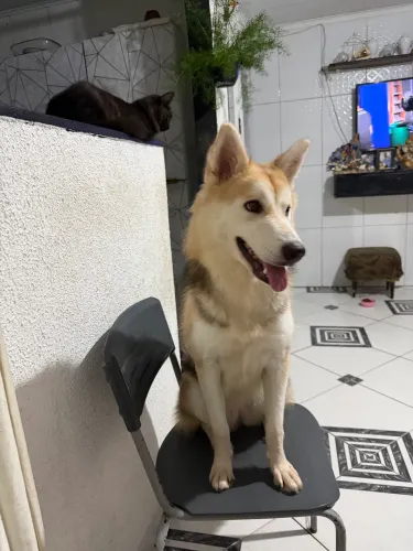 Husky Siberiano Fêmea 