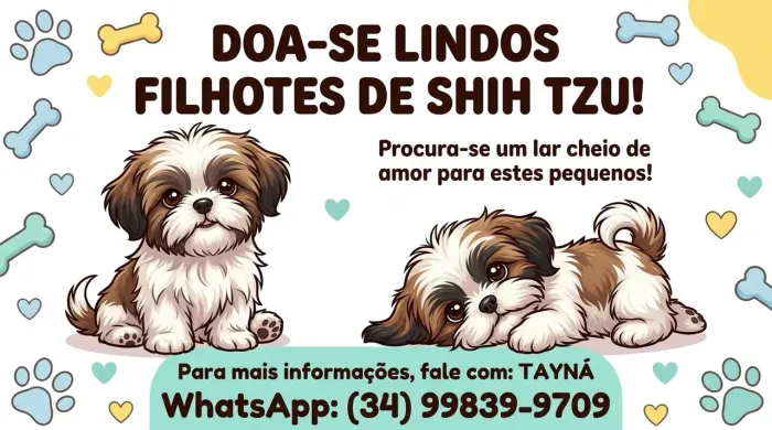 Doa-se filhote de shitzu