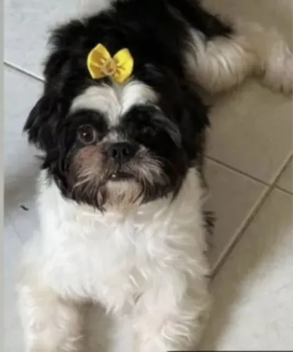 Lindos filhotes de Shih tzu disponível apatir do dia 02 de setembro 