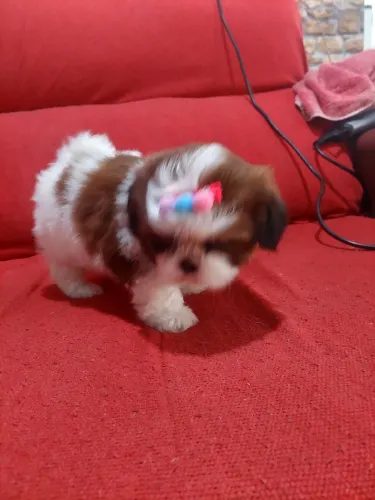 Shih tzu femea lindissima brincalhona