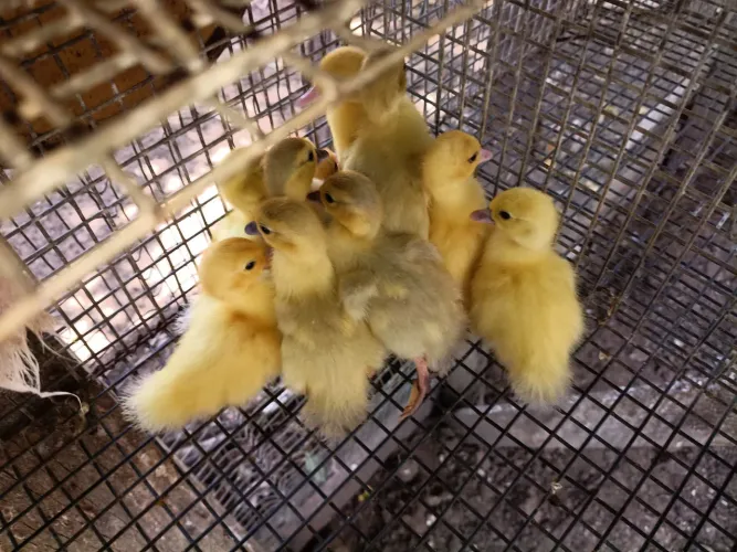 Filhotes de Patos 