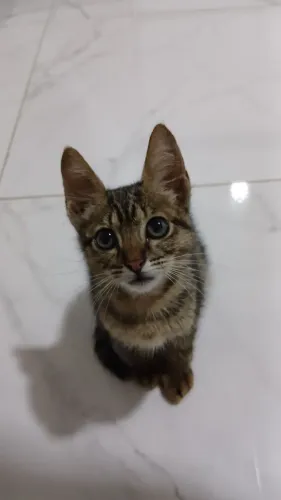 Gato para doação