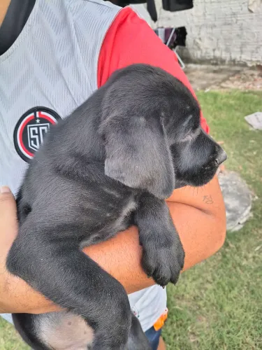 Labrador
