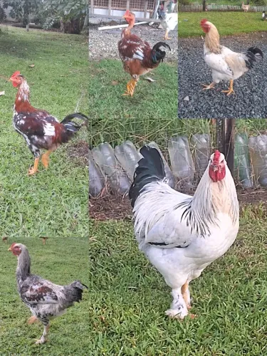 Galos mistura caipira com GSB 