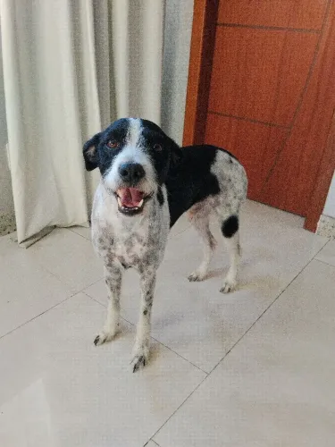 Cachorro