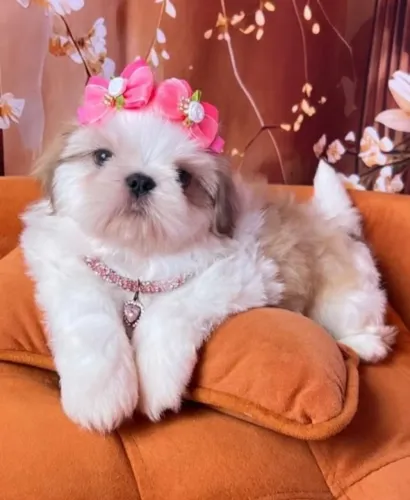 shitzu fêmea minie alto padrão