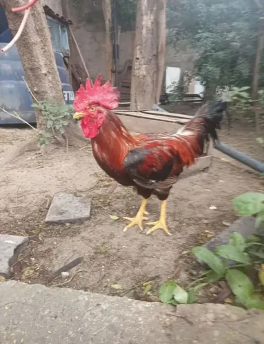 Galo Caipira