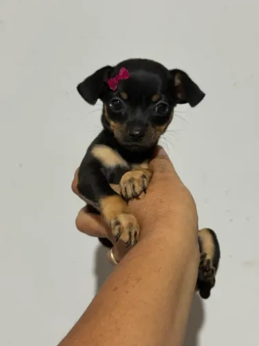 Princesinha