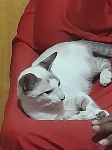 Doação de Gato Macho Branco, tem menos de 1 ano