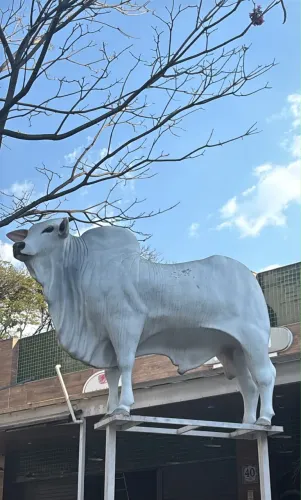 Escultura Boi Nelore em fibra