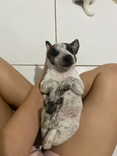 Cachorrinhos a adoção
