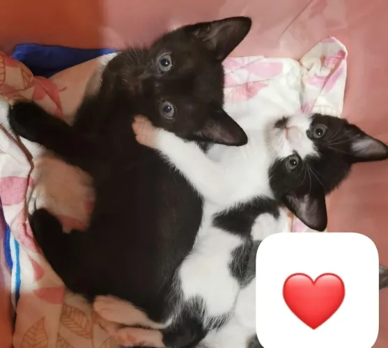 DOA-SE GATINHAS FÊMEAS
