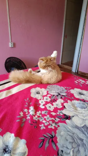 Gato persa macho