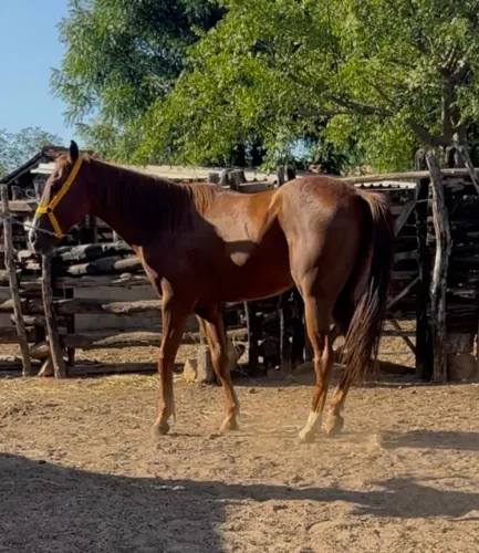 VENDO POTRO MACHO - 3 ANOS