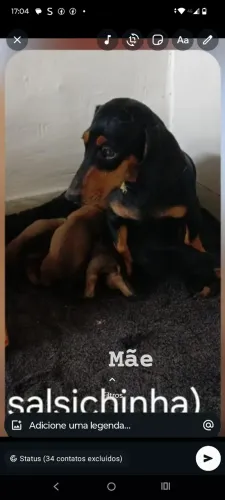 Dachshund uma ótima opção para presentear quem você ama, dia dos namorados está chegando