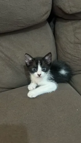 Filhote de gata fêmea para adoção