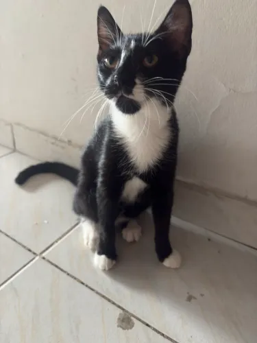 GATINHA PARA DOAÇÃO 