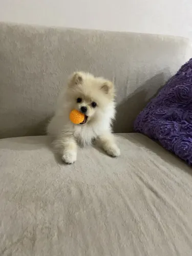 Spitz Alemão lindo demais