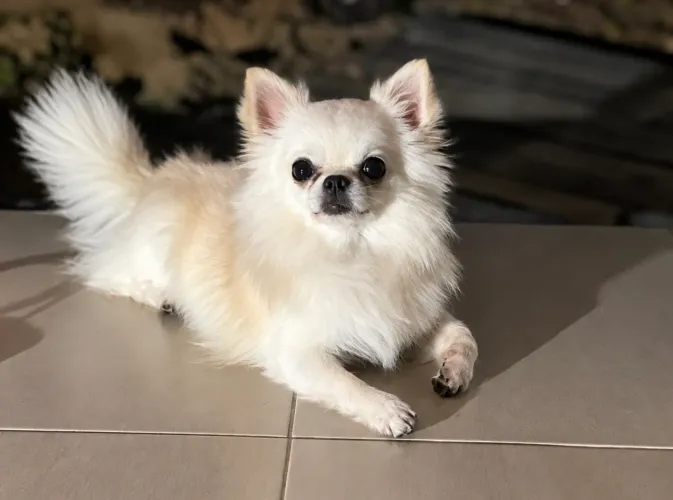 Chihuahua pelo longo procura namorada