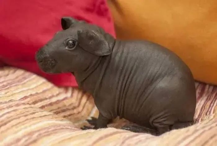 Porquinho da india  skiny 