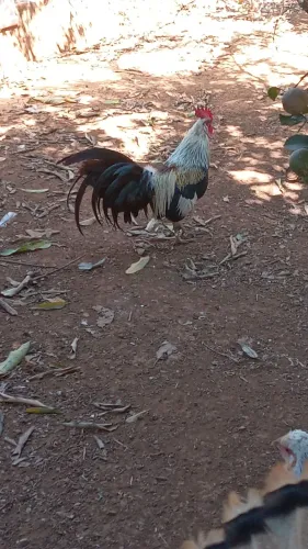 Galo fenix