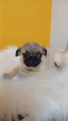 Filhote de Pug