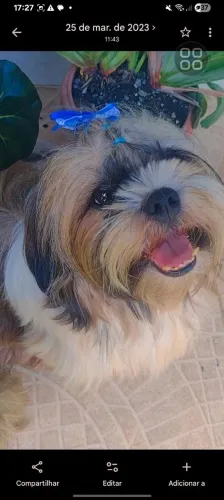 Doação conjunta, cachorras fêmeas