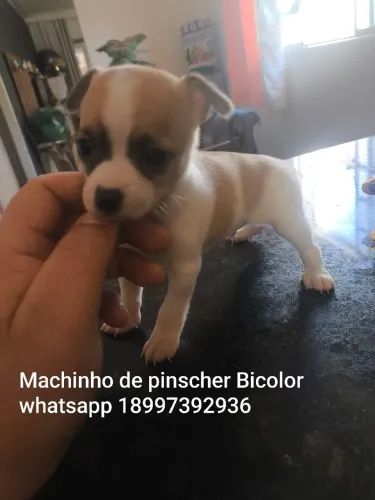 Pinscher disponível para venda