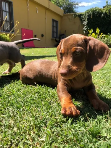Basset teckel fofo