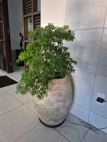 Jarro com planta