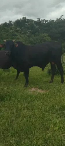 Gado de corte e vaca recria