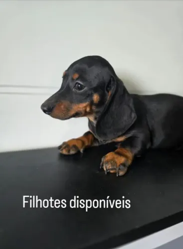 Promoção dia dos pais macho Dachshund, cofap, linguicinha, teckel, salsichinha, salsicha