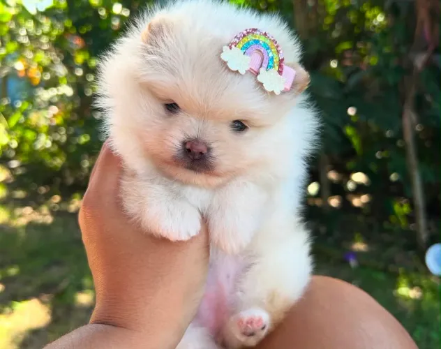 Doando dois Lulu da Pomerania