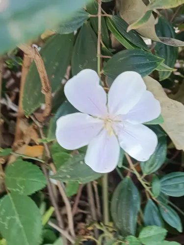 Lindas Mudas de Manacá-da-Serra à Venda!