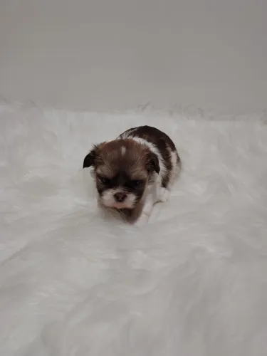 Shihtzu Fêmea 