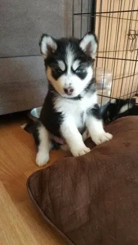 Filhote husky siberiano, Seja recebido todos os dias com lambeijos e carinho!