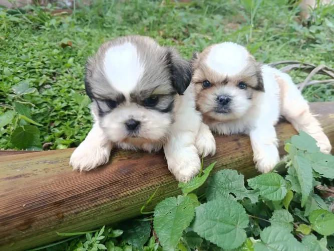 Shih tzu pelagem nobre