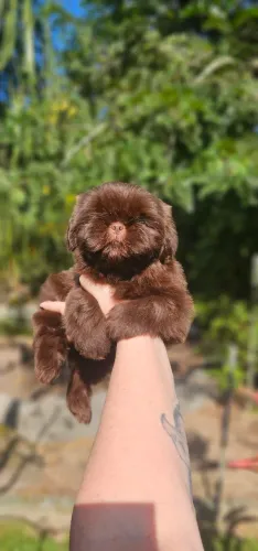 Shih-tzu Chocolate Kit Kat - MACHO