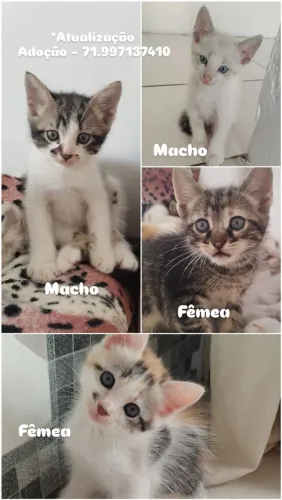 ADOÇÃO DE GATINHOS - CAJAZEIRAS